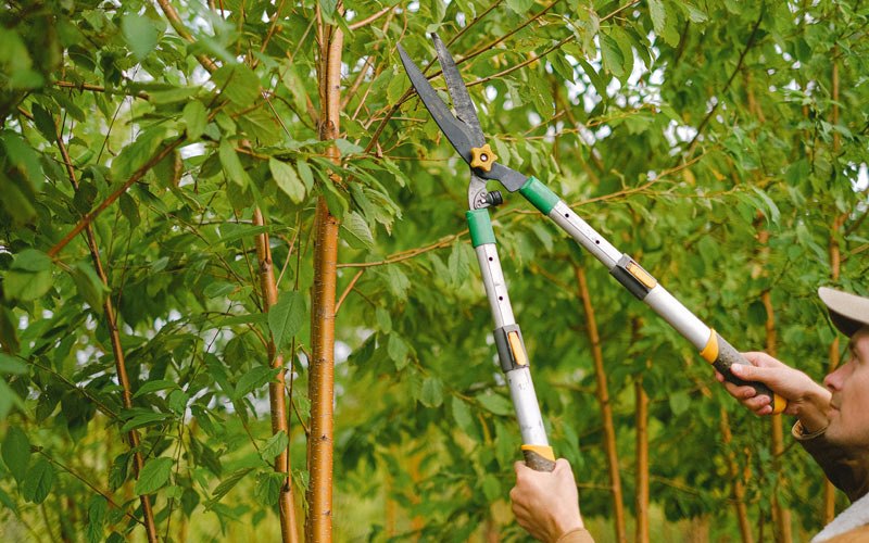 Tree trimming in Stafford, NY